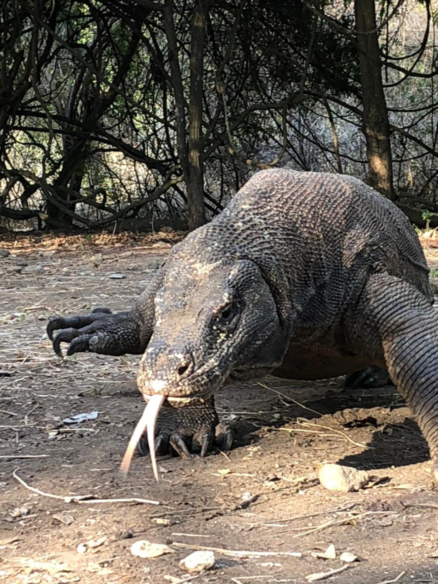 Dua Putri Komodo Homestay Eksteriør billede