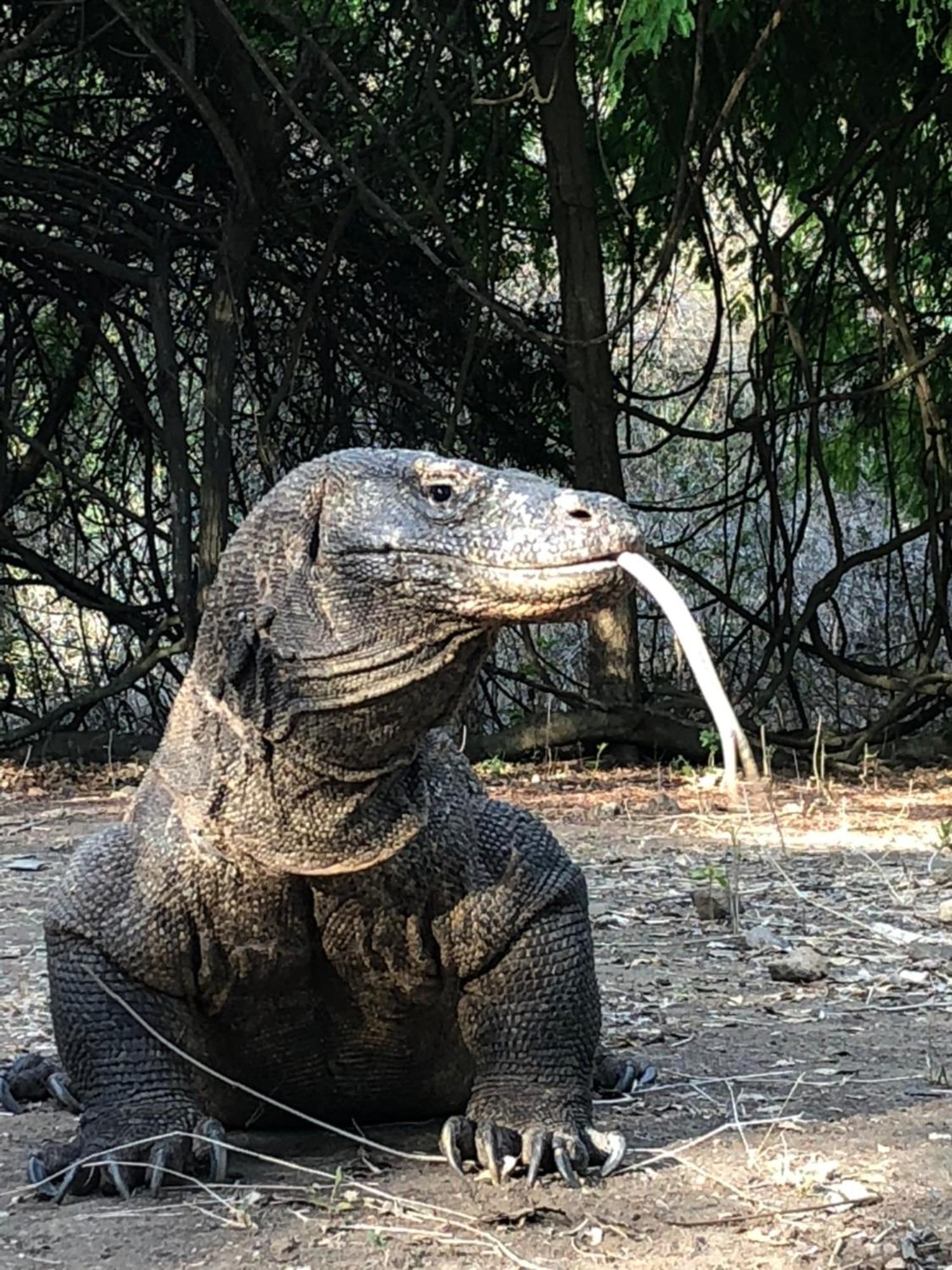 Dua Putri Komodo Homestay Eksteriør billede