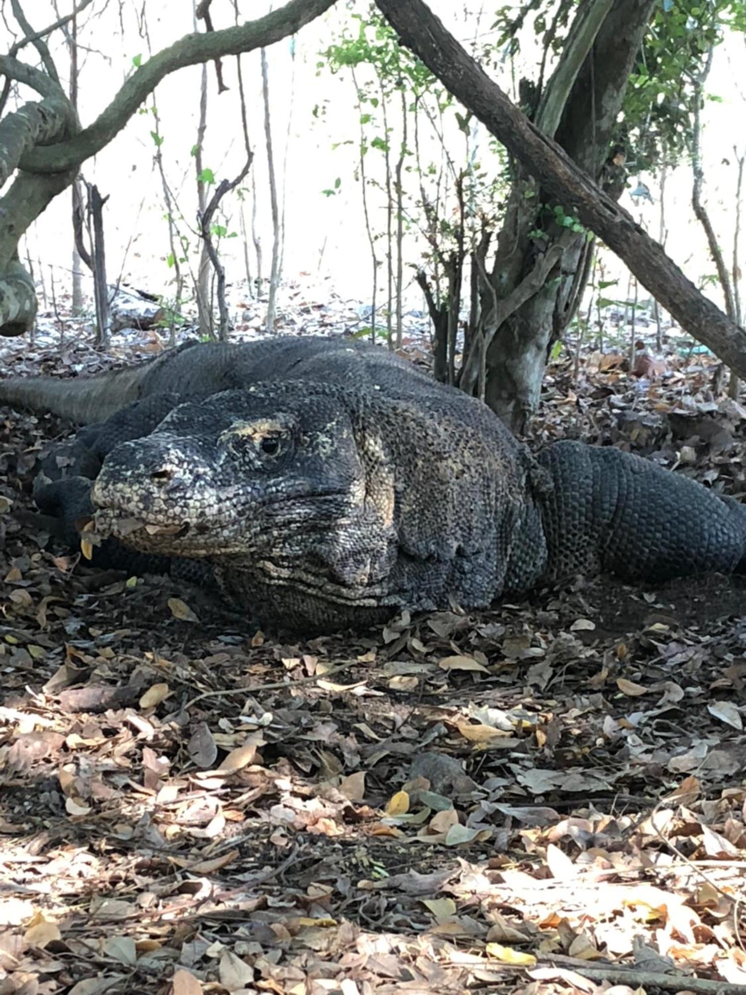 Dua Putri Komodo Homestay Eksteriør billede