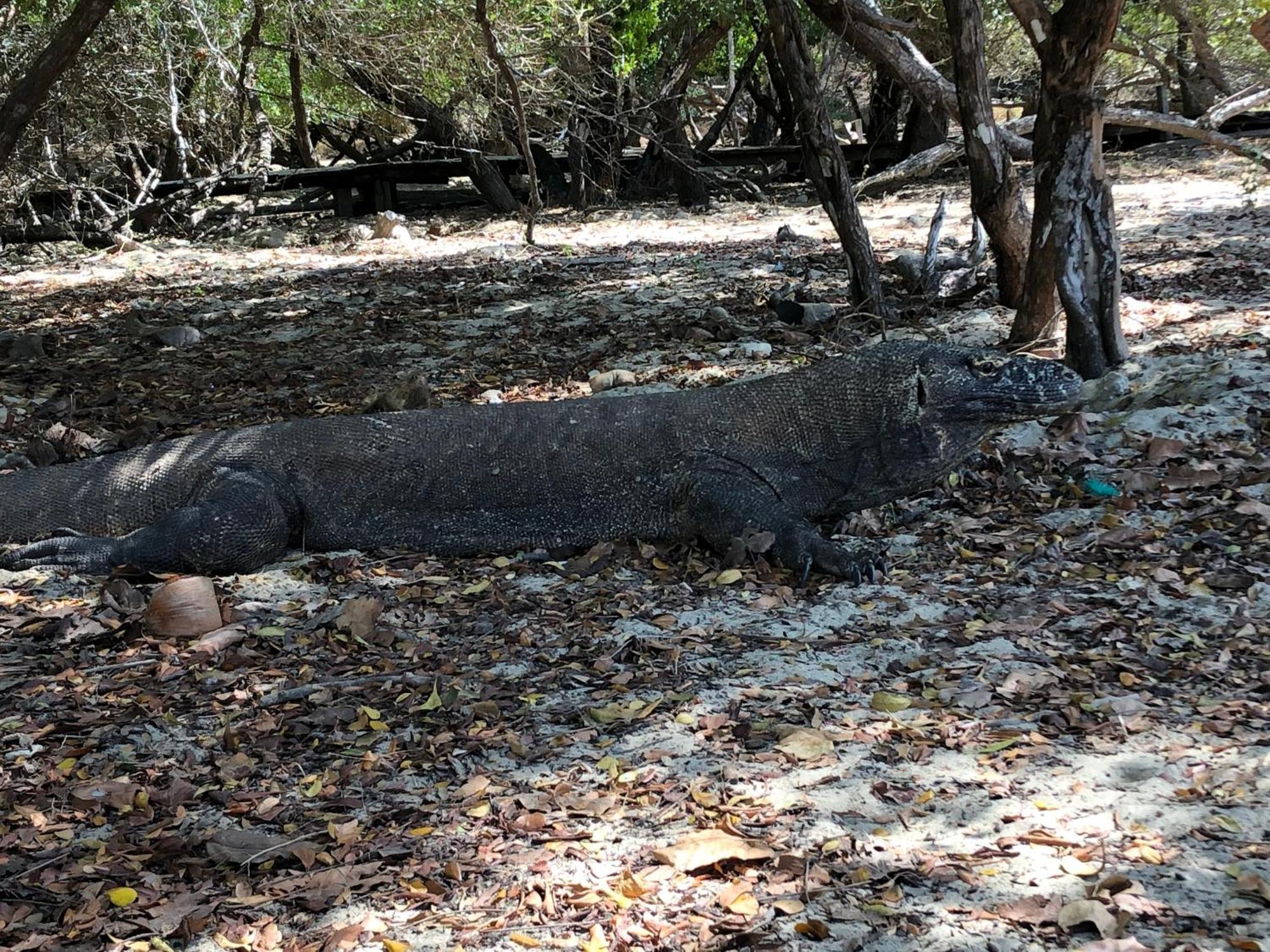 Dua Putri Komodo Homestay Eksteriør billede