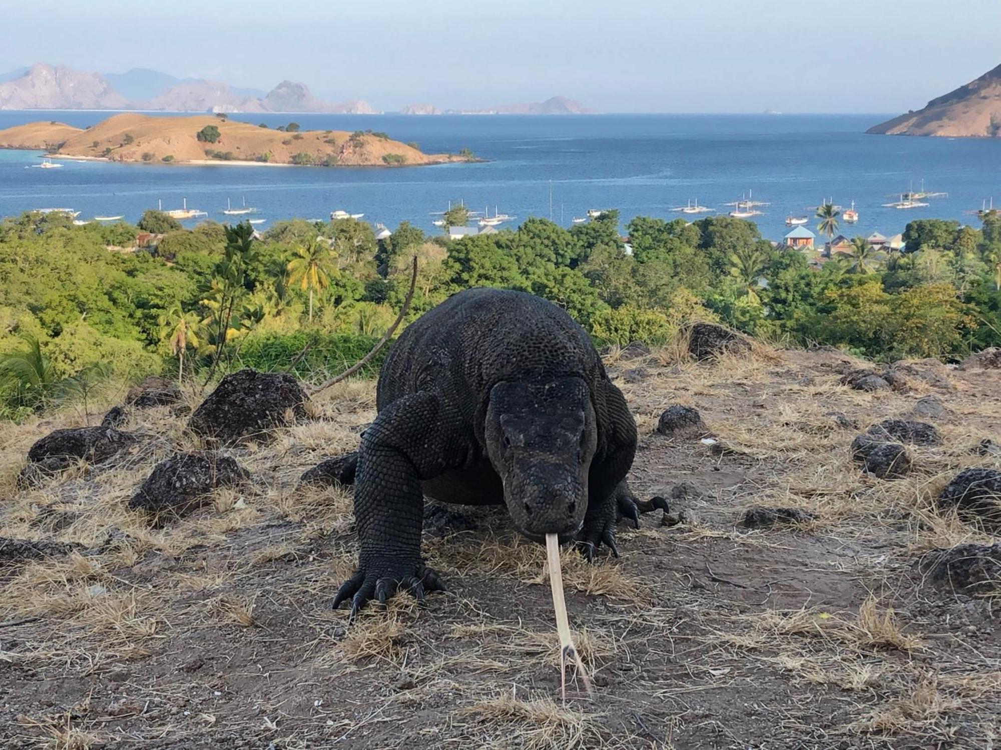 Dua Putri Komodo Homestay Eksteriør billede